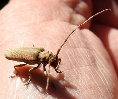 Stenidea alutacea