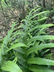 Microsorum scolopendria