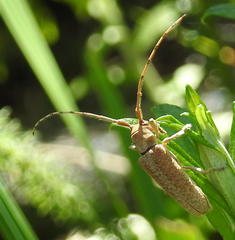 Stenidea alutacea
