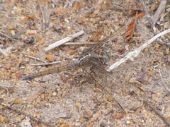 Orthetrum chrysostigma chrysostigma