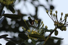 Discosura langsdorffi