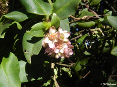 Ercilla spicata