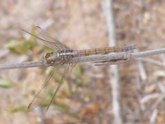 Orthetrum chrysostigma chrysostigma