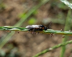 Schizocerella pilicornis