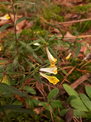 Melampyrum pratense commutatum