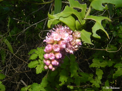 Ercilla spicata