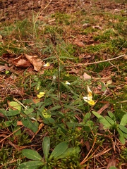 Melampyrum pratense commutatum