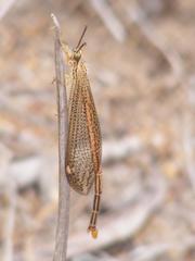 Macronemurus tinctus