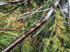 Cronartium ribicola