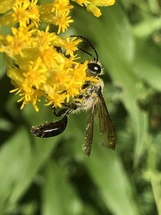 Isodontia