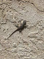 Sceloporus tristichus
