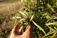 Rhamnus erythroxylum