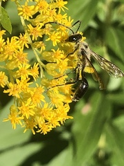 Isodontia