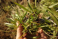 Rhamnus erythroxylum