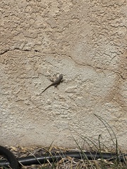 Sceloporus tristichus