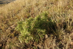 Rhamnus erythroxylum