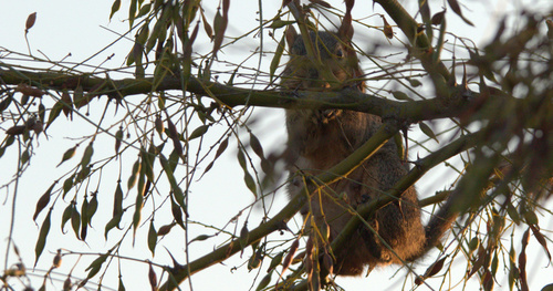 iNaturalist observation photo of Eastern Fox Squirrel