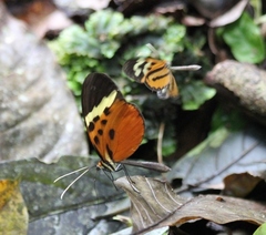 Melinaea menophilus zaneka