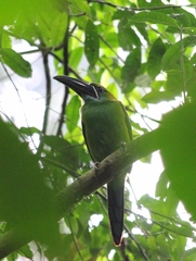 Aulacorhynchus derbianus
