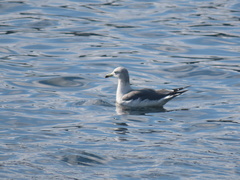 Larus crassirostris