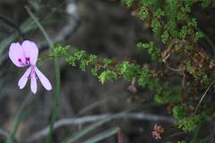 Pelargonium crispum