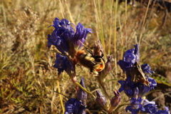 Bombus sibiricus