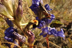 Bombus sibiricus