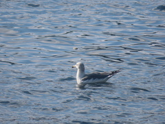 Larus crassirostris