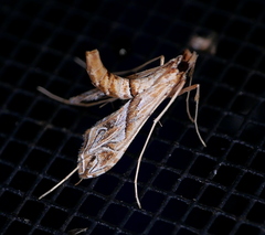 Lineodes fontella
