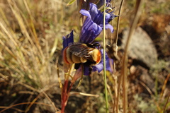 Bombus sibiricus