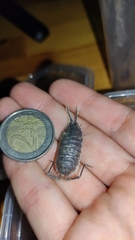 Porcellio flavocinctus