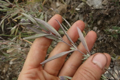 Caryopteris mongholica
