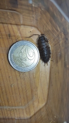 Porcellio flavocinctus
