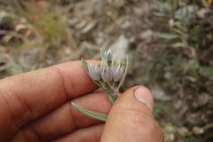 Caryopteris mongholica