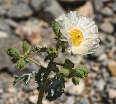Argemone munita