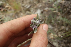 Caryopteris mongholica