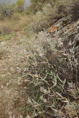 Caryopteris mongholica