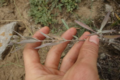 Caryopteris mongholica