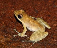 Natalobatrachus bonebergi