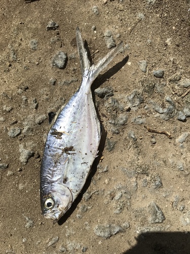 Pompano, São Miguel Island, Lagoa, Azores, PT, photo 7 of 10