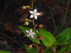 Sauvagesia elata