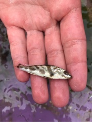 Menticirrhus saxatilis