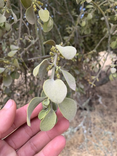 iNaturalist observation photo of leafy mistletoes