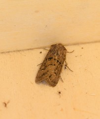 Agrotis lata