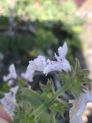 Stachys bolusii