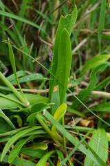 Silene multiflora