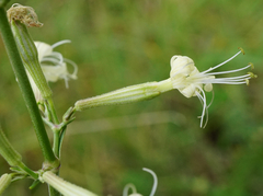 Silene multiflora