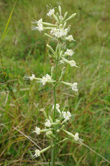 Silene multiflora