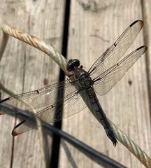 Libellula vibrans