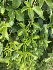 Parthenocissus